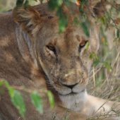  The Serengeti, TZ